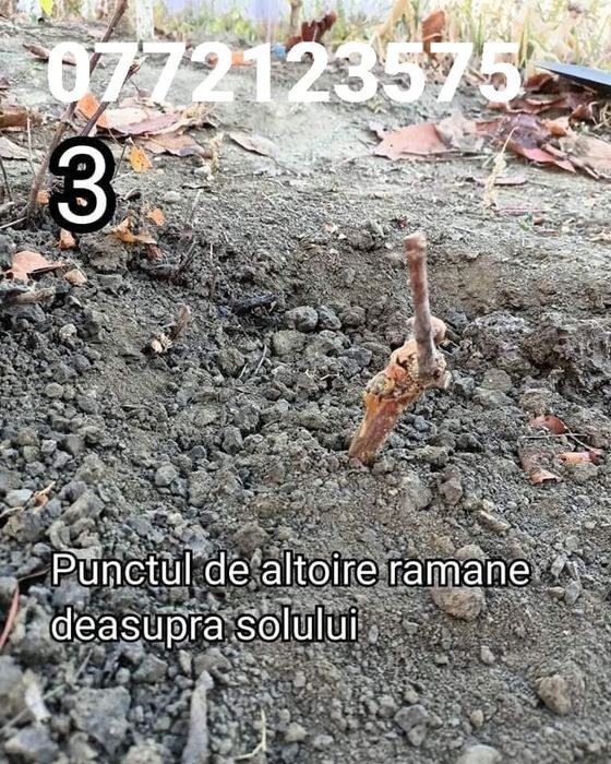 Super oferta la butasi vita de  vie