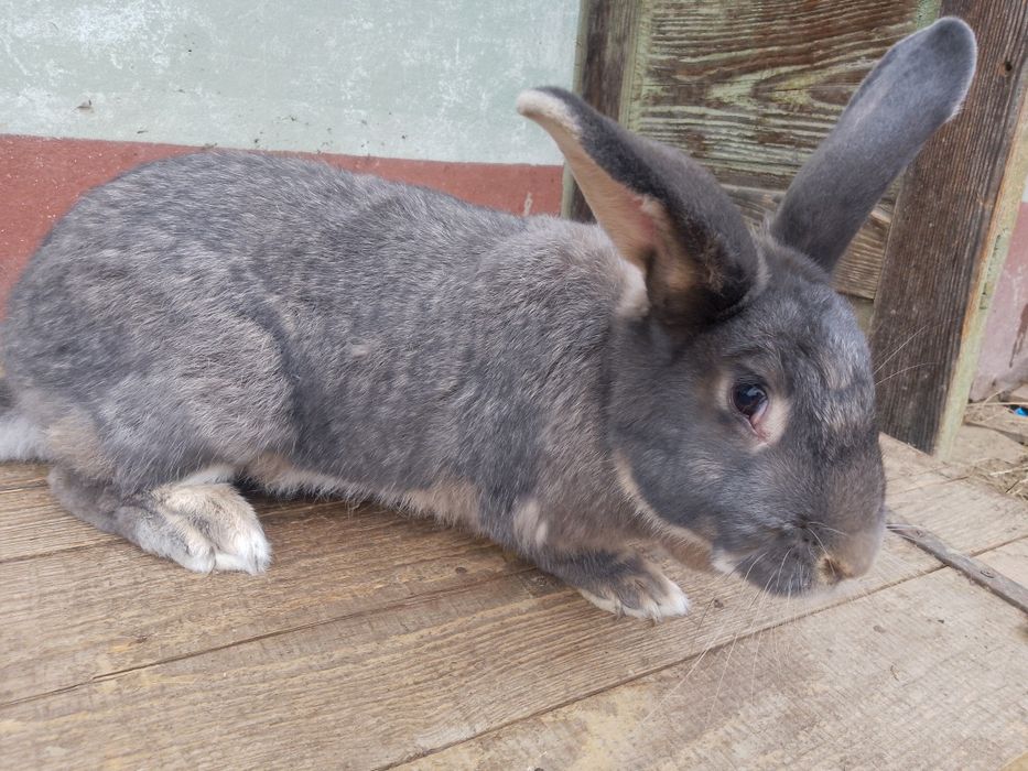 Vând iepuri prețuri foarte BUNE !!!