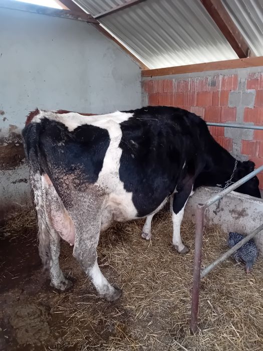 Vând  va pentru  abator mai multe detaliila telefon