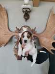 Beagle pui cu certificat pedigree
