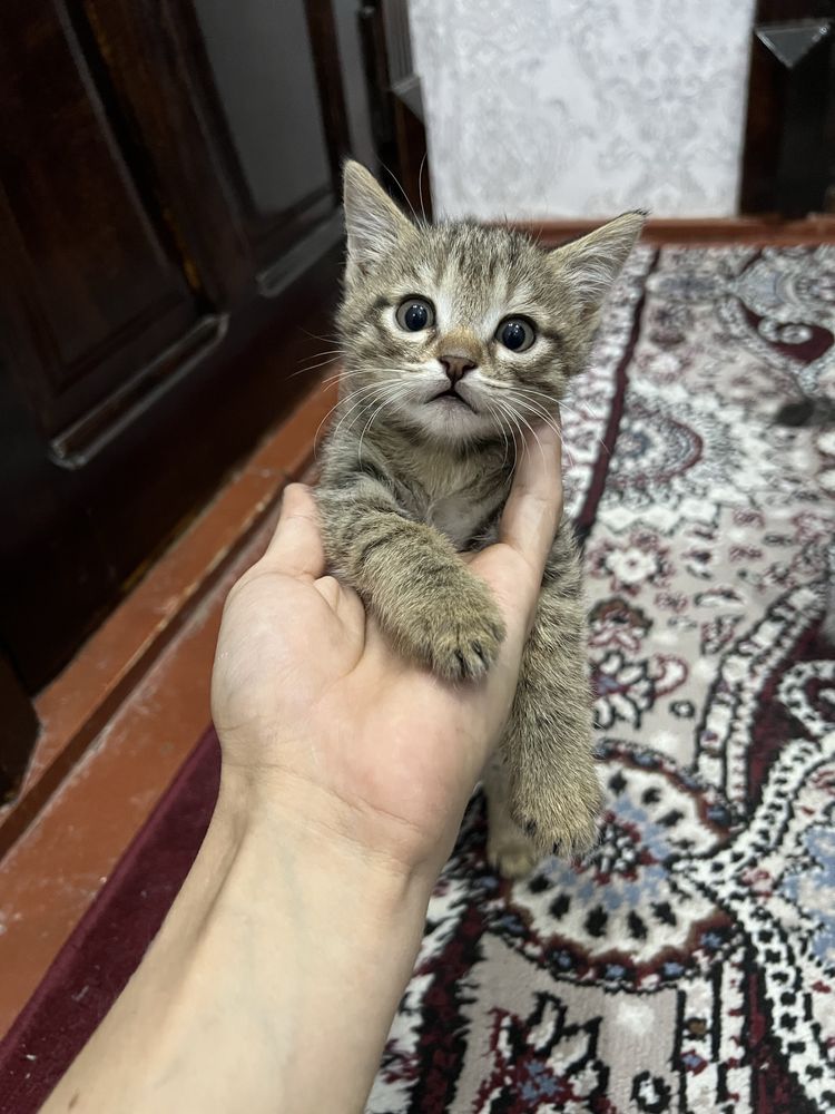 Mushukchalar 5 ta