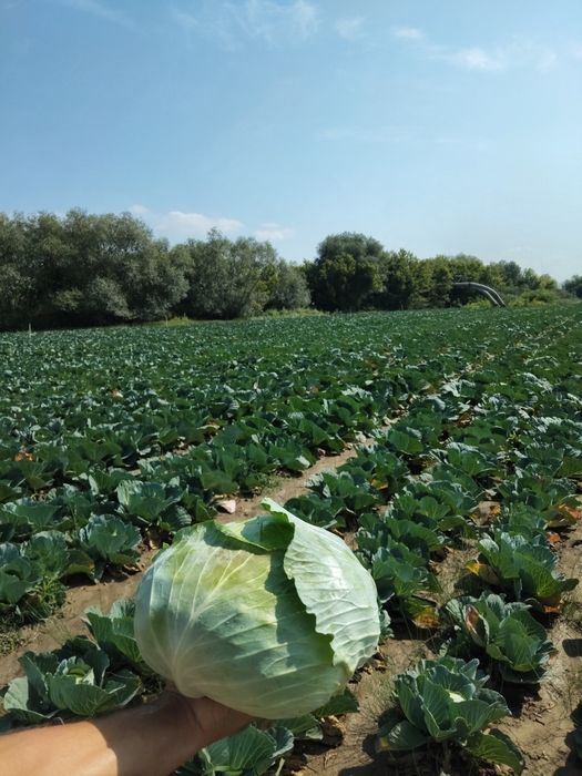 Varză plată pentru murat