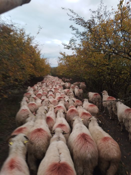 Se dau spre vanzare oi