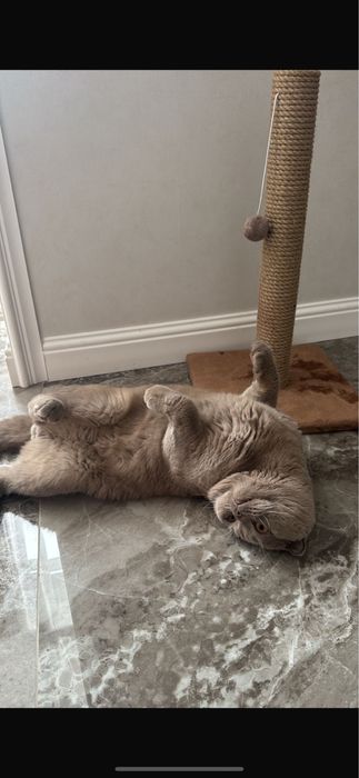 Отдам в добрый руки