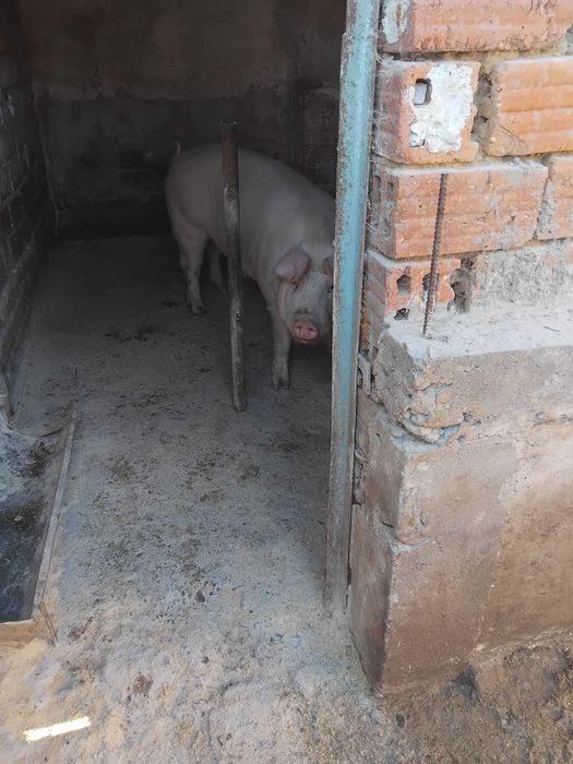 Продавам  нерез на 11 месе