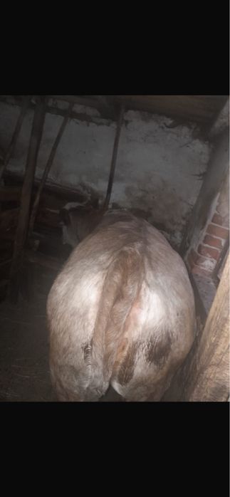 Vand juninca  de tinut de 1 an si 4 luni