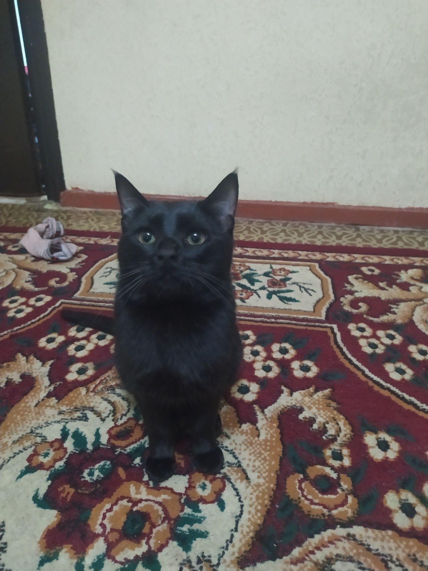Muwukni xadiya qilaman