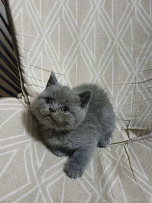 Scottish fold mascul