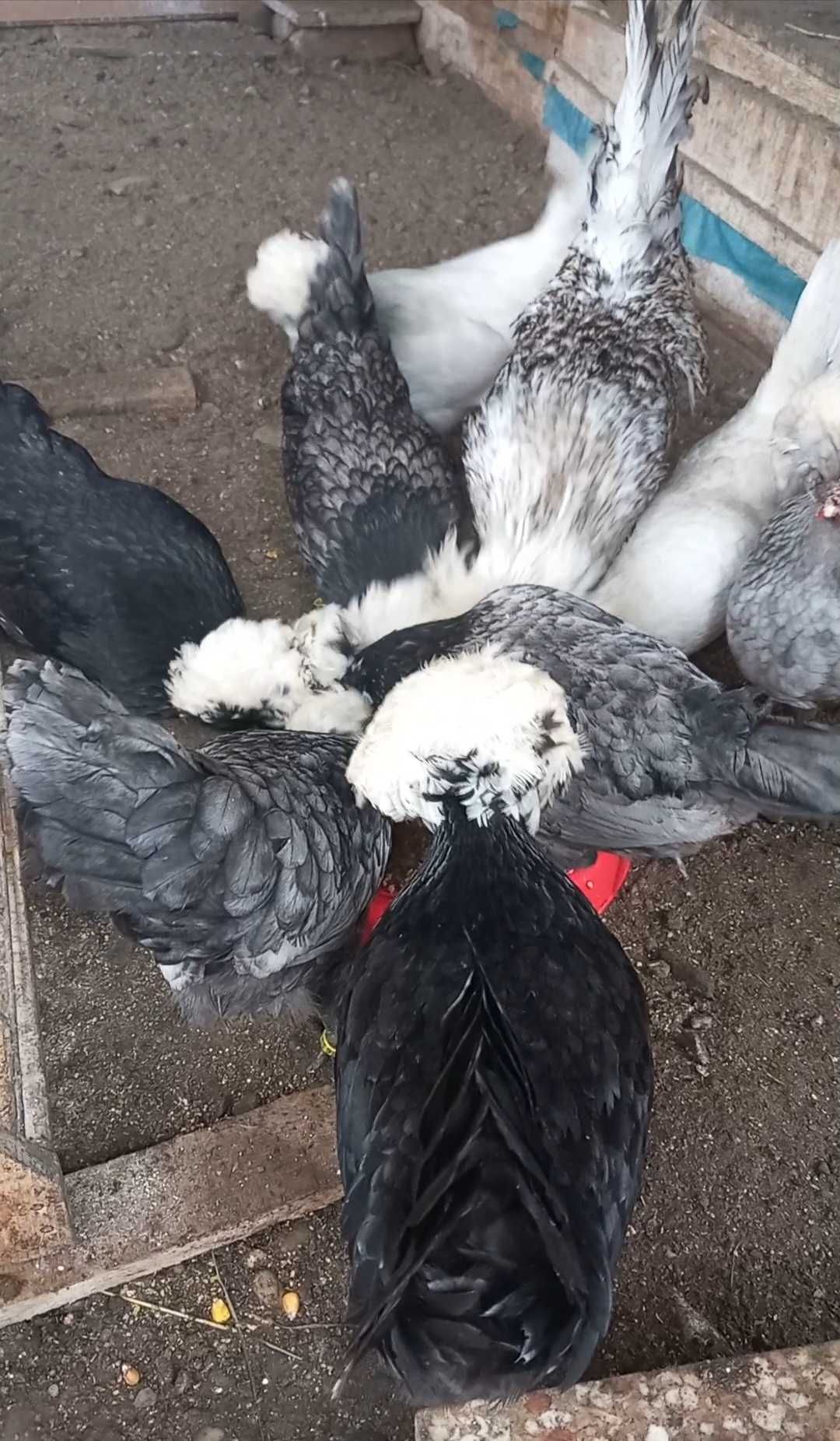 Ouă găini motate olandeză