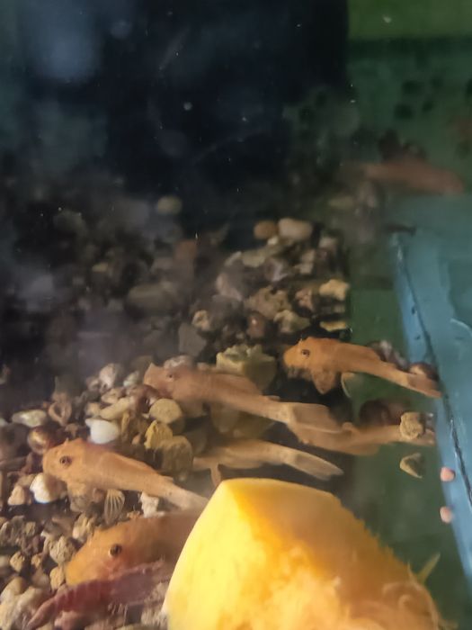 Сомики анциструсы Рэд 3 см.