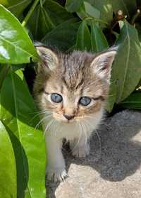 Спешно търся дом за изхвърлено малко коте! adopt a cat!!!