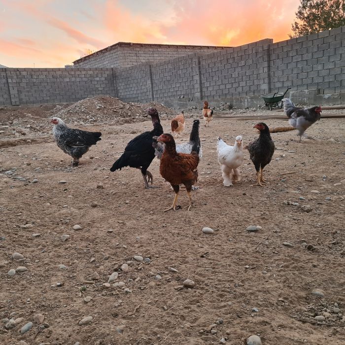 Тауық, Курица срочно продам