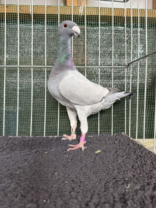 Voiajori germani Barless