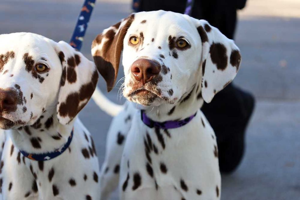 Далматин момче не за изложби и розплод