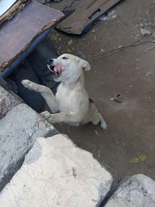 Щенок в хорошие руки