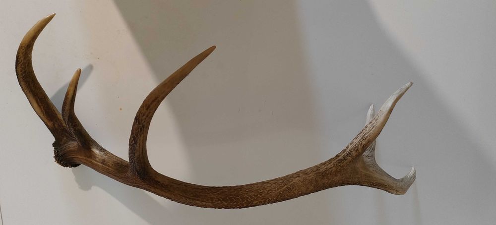 Еленски рога.Чифт.