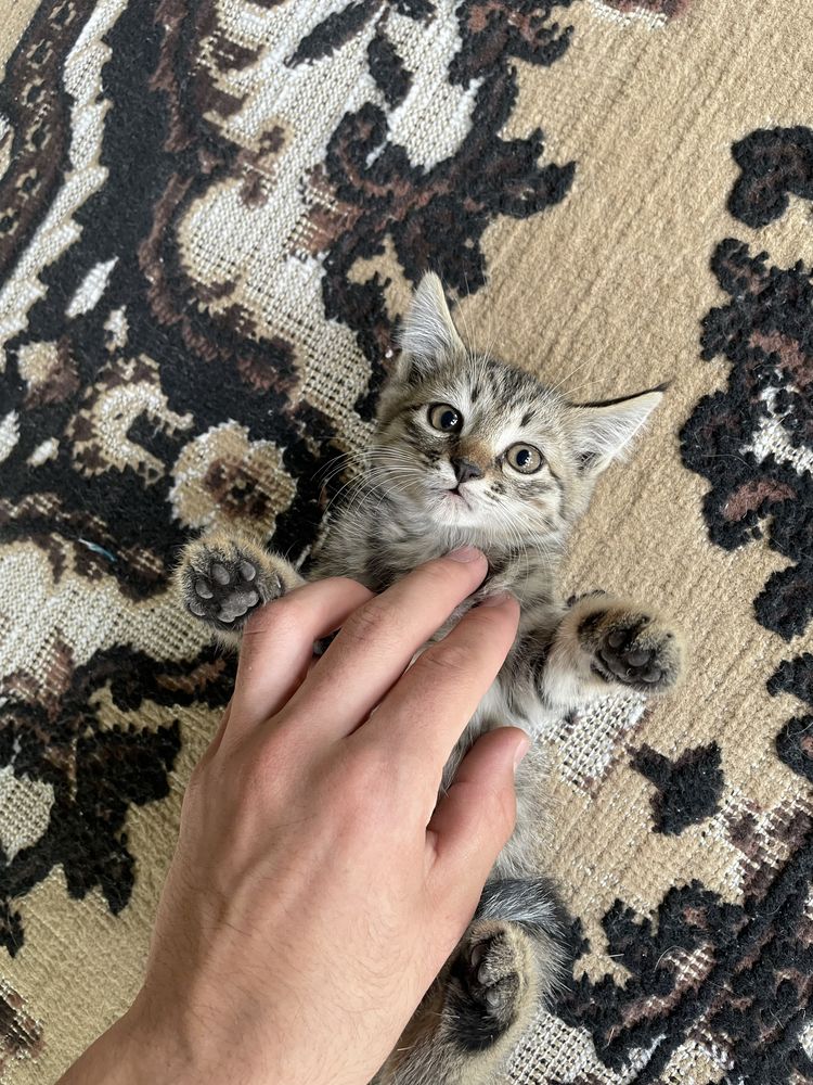 Бесплатно котята