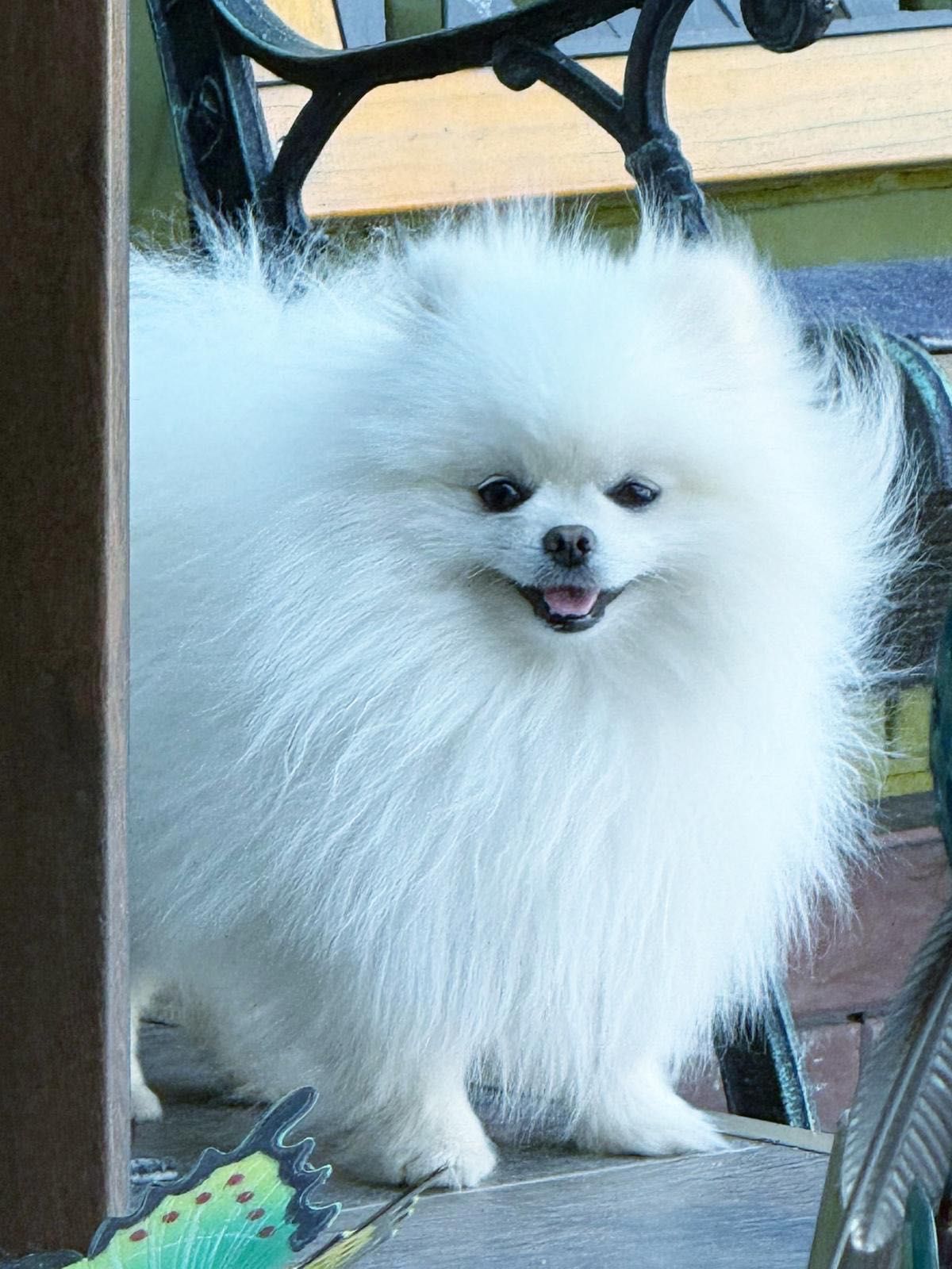 Pomeranian alb fetiță, 21.02.2025 cu cip, vaccinuri la zi și pașaport