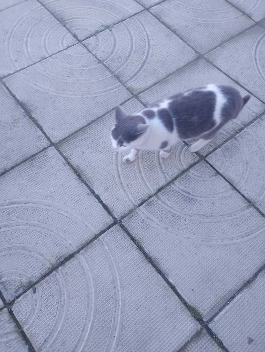 Подарявам котета на 6 месеца