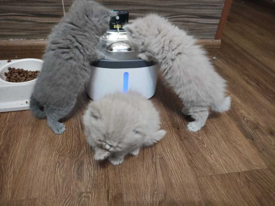 британский котенок