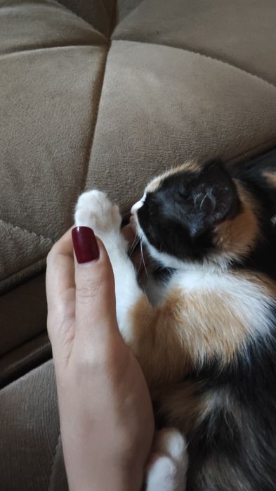 Котенок трехцветка в добрые руки