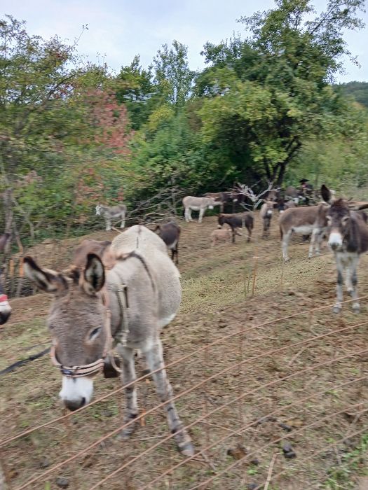Vând magarite și magari la alegere