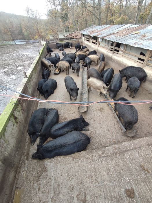Прасета/прасенца всякакви килограми източнобалканска свиня