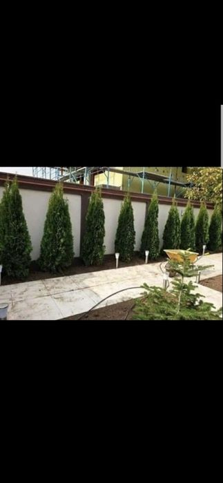 Thuja smaragd oferta 2m 150 lei