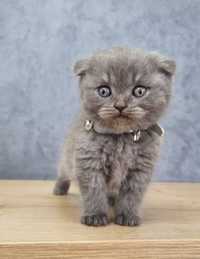 Puiuti Scottish Fold Blue din Parinti cu Pedegree