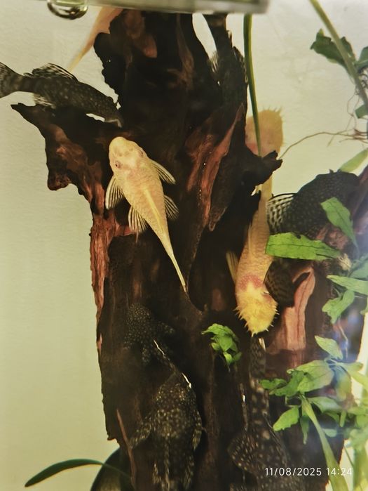 Pești Ancistrus yellow + chordata și Macropodus perechi depunătoare