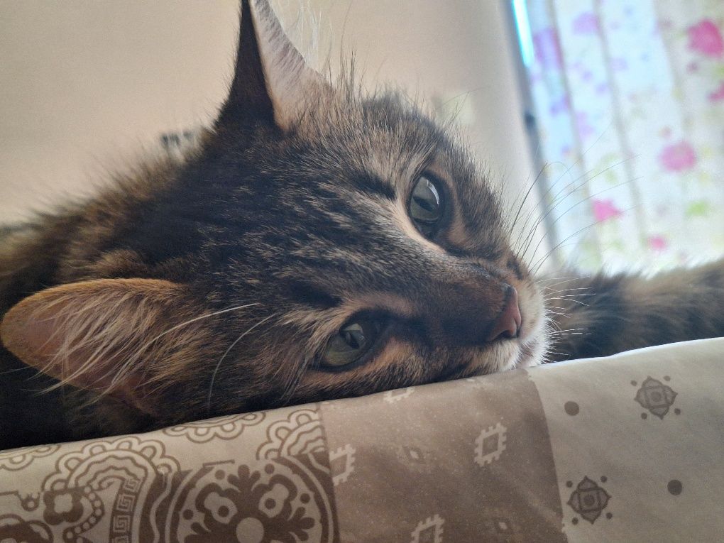 Подарявам ,,Мейн Куун" коте
