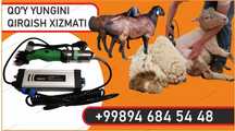 qoʻy yungini olish xizmati