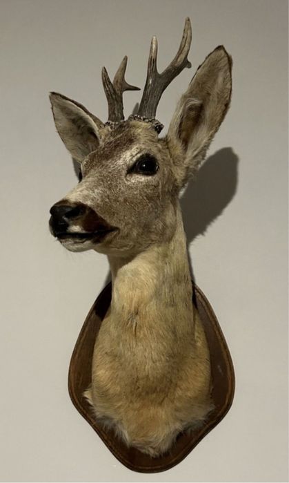 Trofeu bust caprior , taxidermie