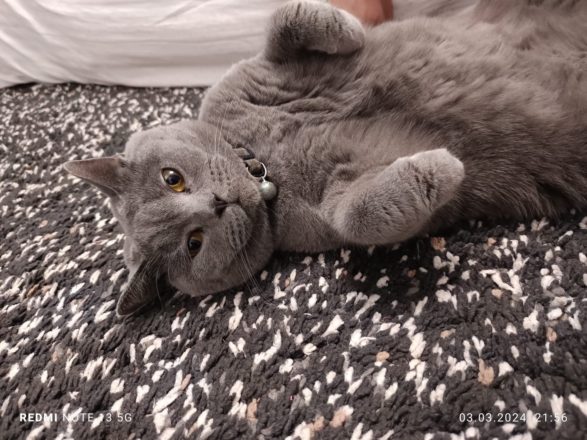 Băiețel british shorthair