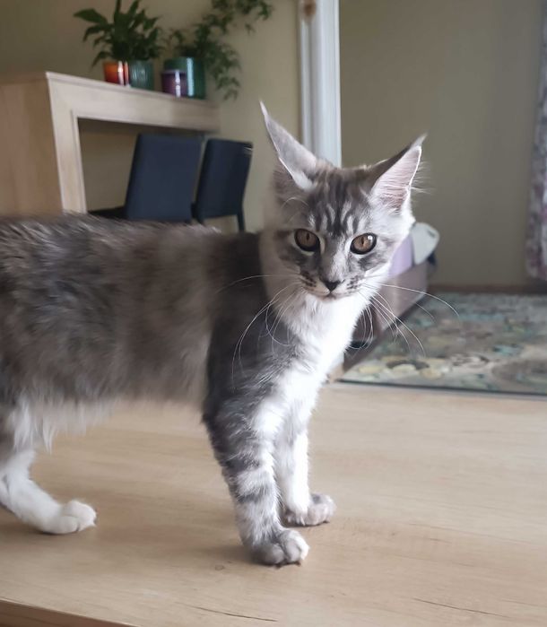 Коте  Мейнкун / Mein Coon /Мей Куун