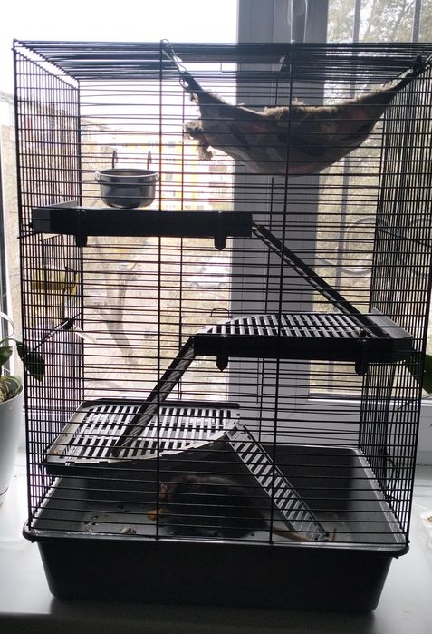 Продам крысу с большой клеткой
