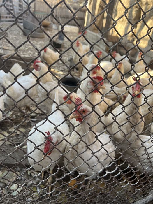 Продам куры несушек