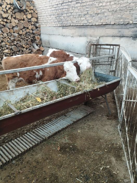 Smental turiga mansub mollar sotiladi 2 ta