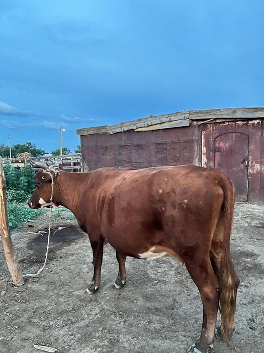 5 туған сиыр сатылады. Биыл қысыр қалды