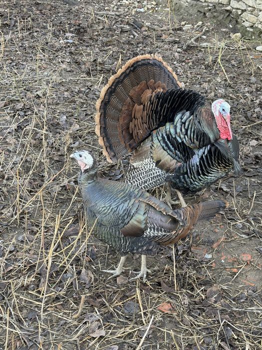 Curci rasa pura Americane Salbatic