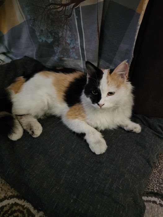 Xadiyaga qiz bola mushuk aqilli gapka chunadi