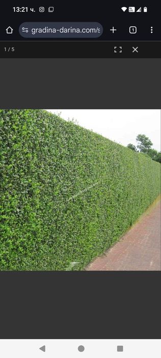 Жив плет Лигуструм