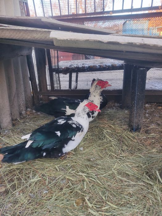 Селезень индоутки