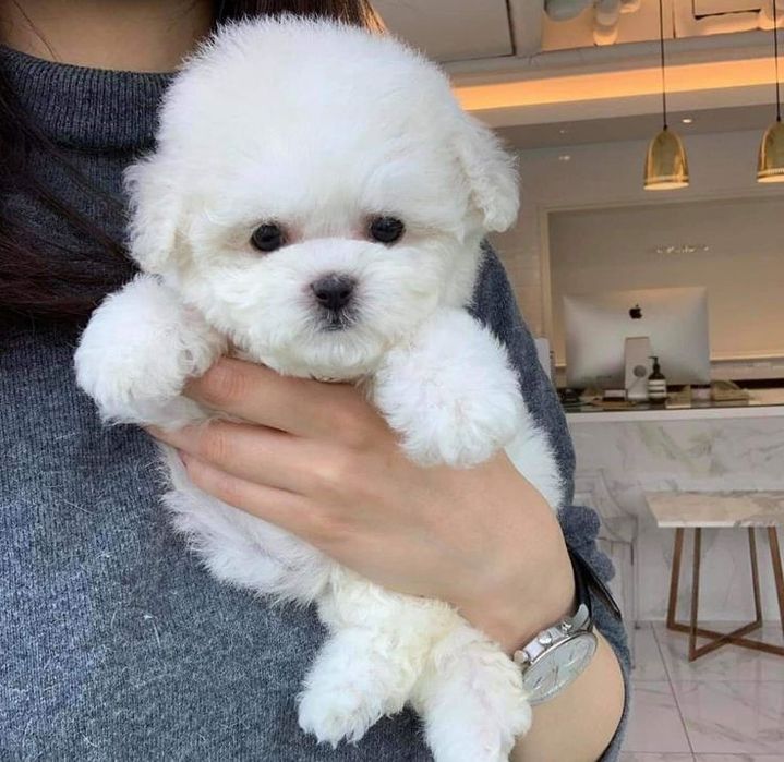 Caniche poodle mini toy