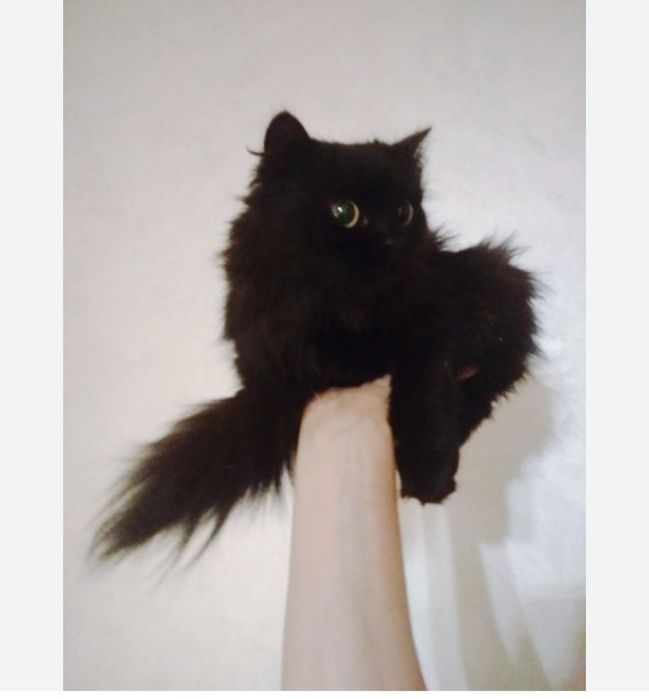 Коравой мехрибон кулларга хадияга