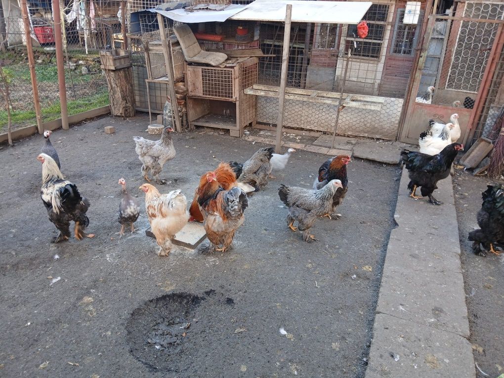 Vând cocoși gaini ,gaini brahma !