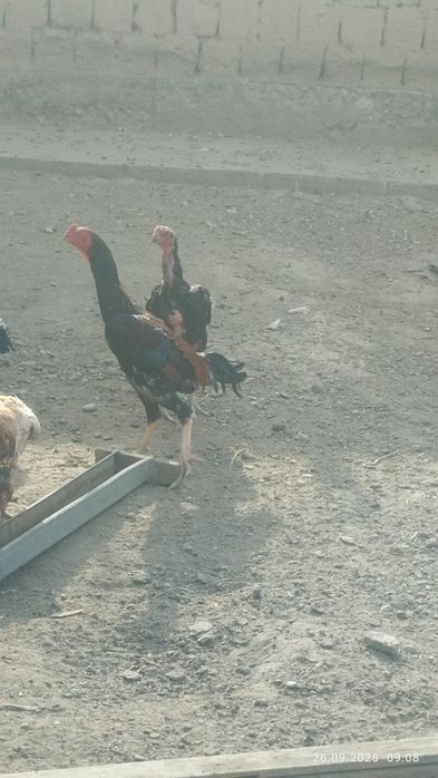 Продам петуха бойцовский
