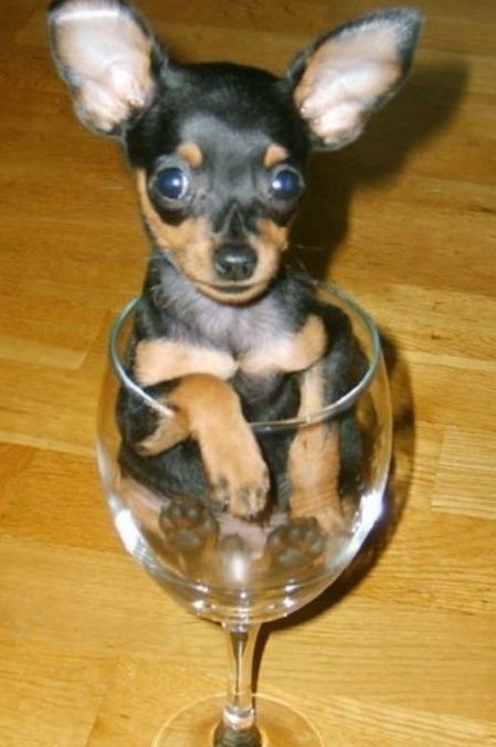 Продам мини тойтерьера щенка