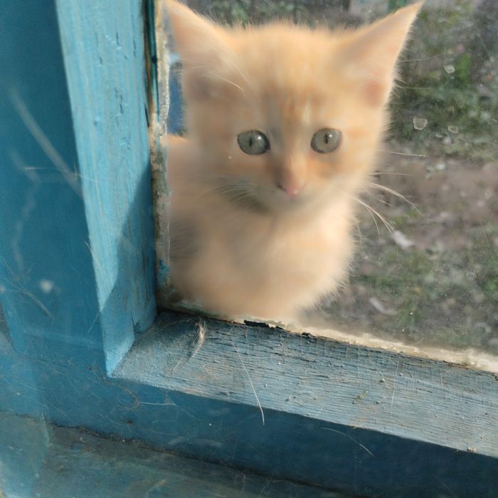 Домашние котята рыжие