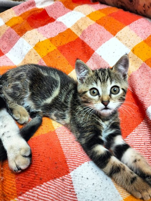 Продам котят Шотландских